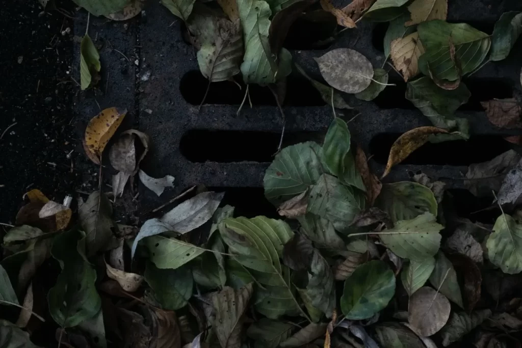 Leaves covering a rain drain on a rainy day in Florida
